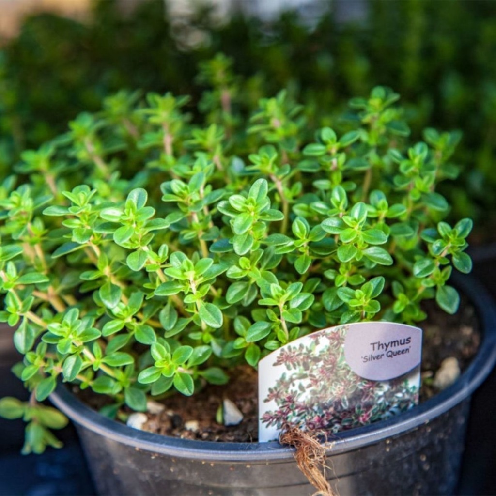 Hạt Giống Oregano Kinh Giới Tây dễ trồng-Oregano Seeds-250 Seeds