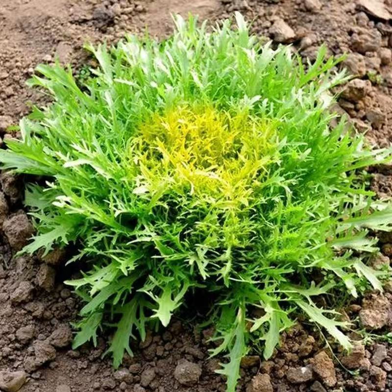 Hạt giống  Mizuna  -Mizuna Lettuce seeds-800viên
