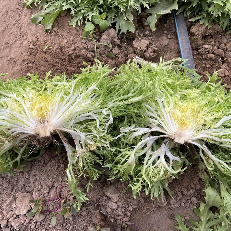 Hạt Giống Cải Ngọt  -Mizuna Lettuce seeds-800viên