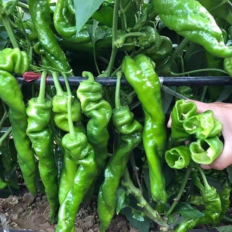 Fresh Organic Screw Pepper Seeds for Planting Screw Pepper Seeds -100 Seed