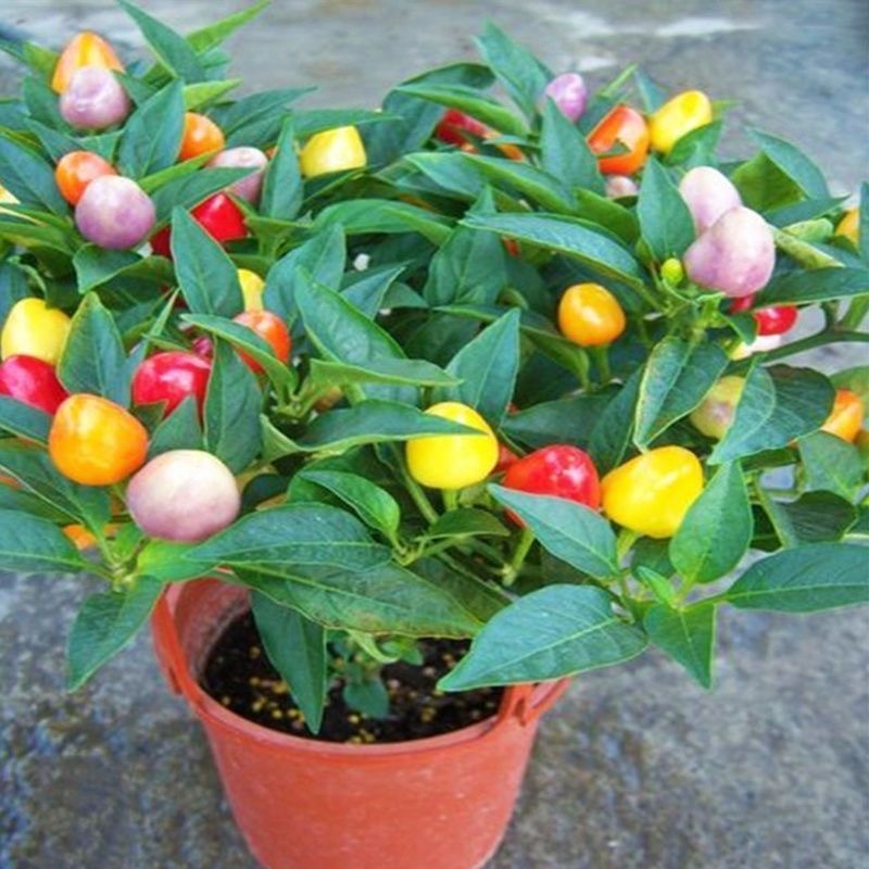 Colorful Chili Pepper  Seeds - Rainbow Colorful Chili Pepper seed-100seeds