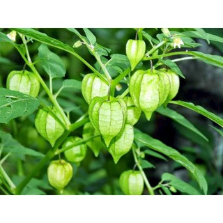 [Chỉ giao TPHCM] Cây thù lù/ tầm bóp (500g tươi)