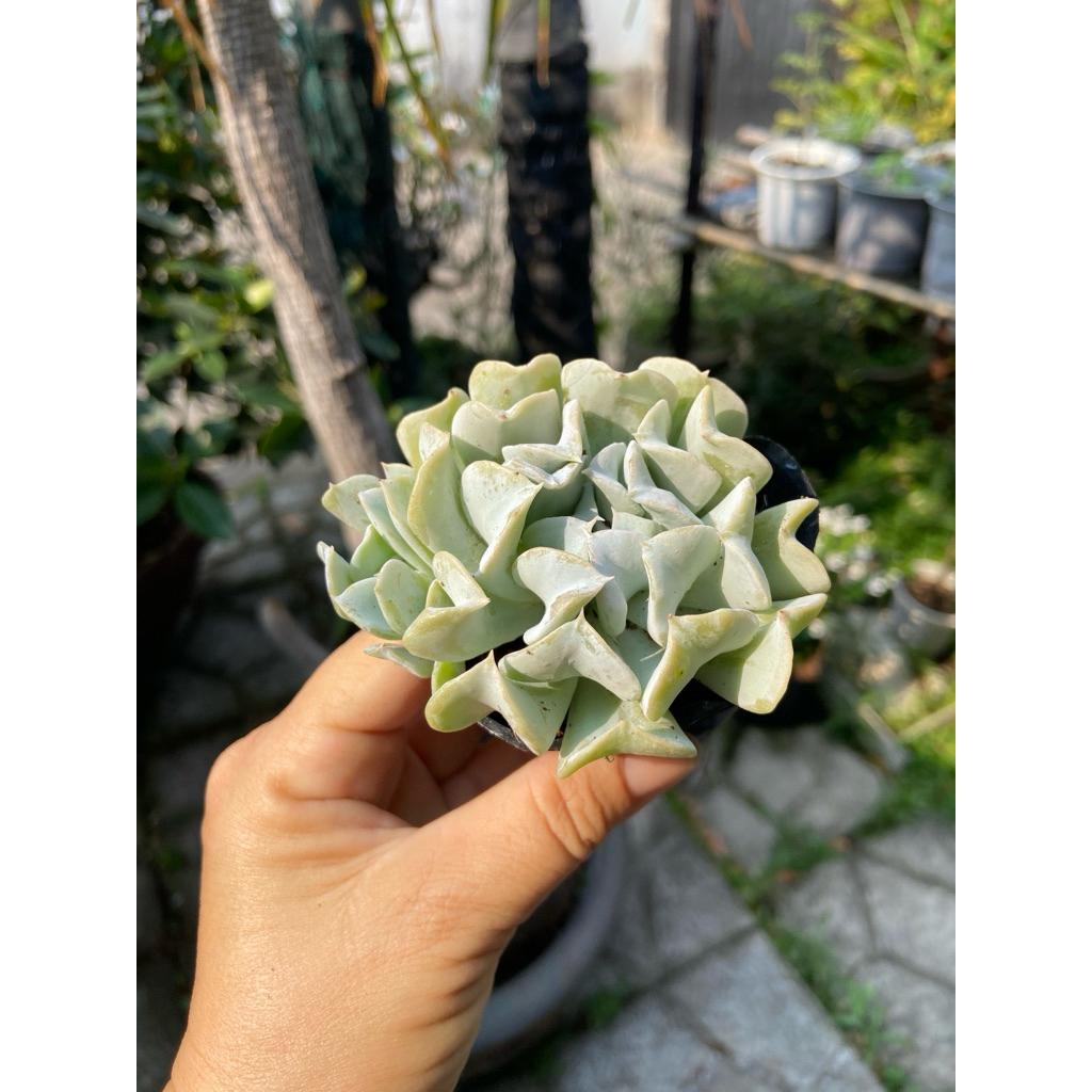 sen đá cúc size bầu