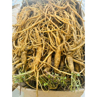 SÂM DÂY NGỌC LINH TƯƠI 1kg 10-12 CỦ