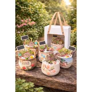 Chậu vintage sen đá mini thật, dễ dàng chăm sóc - decor bàn làm việc xinh xắn cute