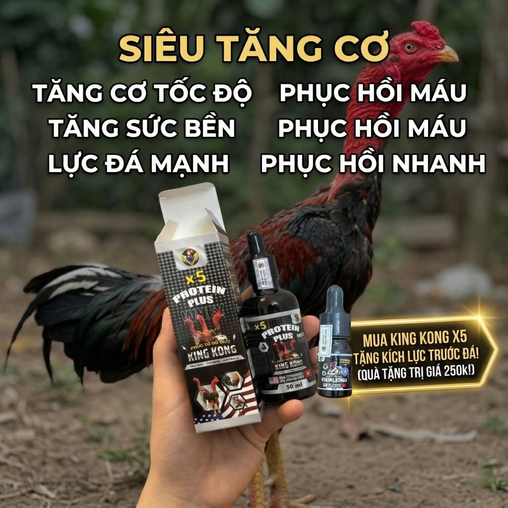 [KINGKONG X5] Tăng Cơ Bổ Gân,Sung Lực – Bổ Gân – Tăng Pin Gà Chọi, Chai 50ml Tặng kích lực cho gà