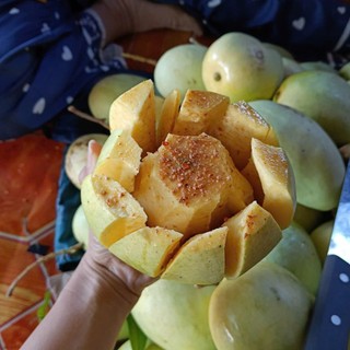 combo 2KY SIZE TO xoài tứ quý nhà trồng loại già  ngọt ,chua  thạnh phú bến tre( chỉ giao ha nội vào)