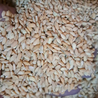5kg Lúa Nhật lúa tròn nếp cho gà đá, hạt lúa tròn mập dùng tốt cho gà nòi gà che