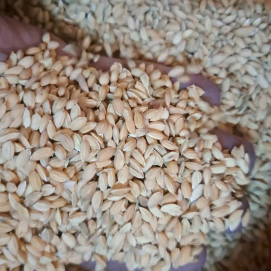5kg Lúa Nhật lúa tròn nếp cho gà đá, hạt lúa tròn mập dùng tốt cho gà nòi gà che