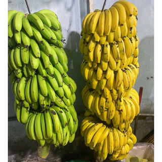 Nải >3kg Chuối Laba Đà Lạt. Hàng lựa [Hoả tốc HCM]