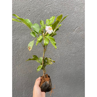 Nguyệt quế (thái) hoa thơm bông to