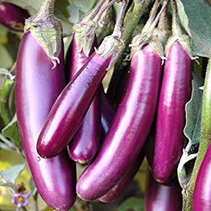 Hạt Giống Cà Tím Quả Dài  Quả Tròn -EGGPLANT SEEDS- 150 Hạt