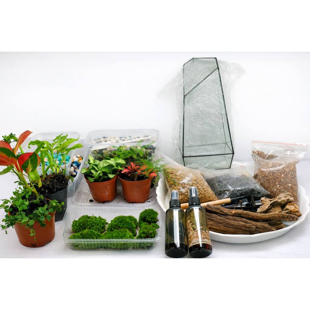 Combo workshop Terrarium Tiểu cảnh trong bể kính