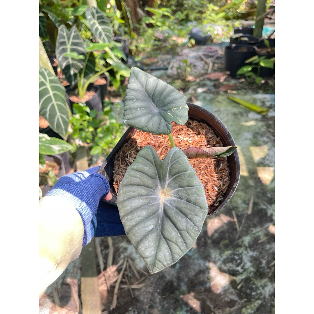 Alocasia Nebula🌷