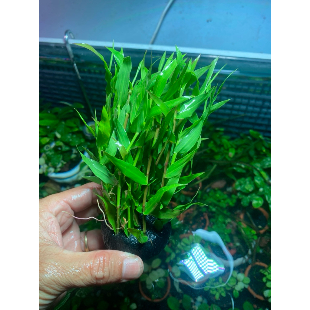 cây tre thuỷ sinh không cần CO2, 20 cây trồng sẵn đế napas, bó 5 cây không có napas