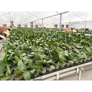 combo 10 cây hồ điệp ra hoa tết 2027