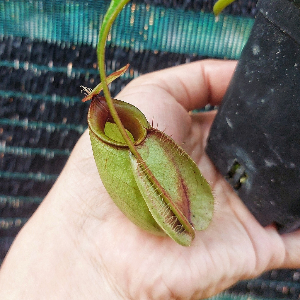 Cây nắp ấm N. viking x ampullaria các loại