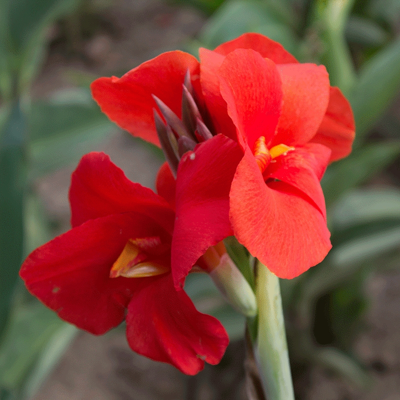 Mixed Canna Lily Seeds-Canna seeds -5Seeds