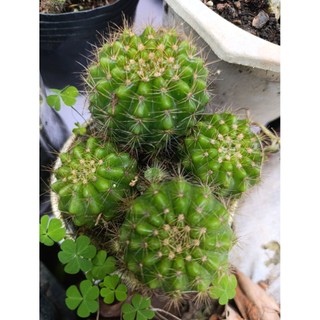 xương rồng bí xanh ( đi tổng đơn 30k)