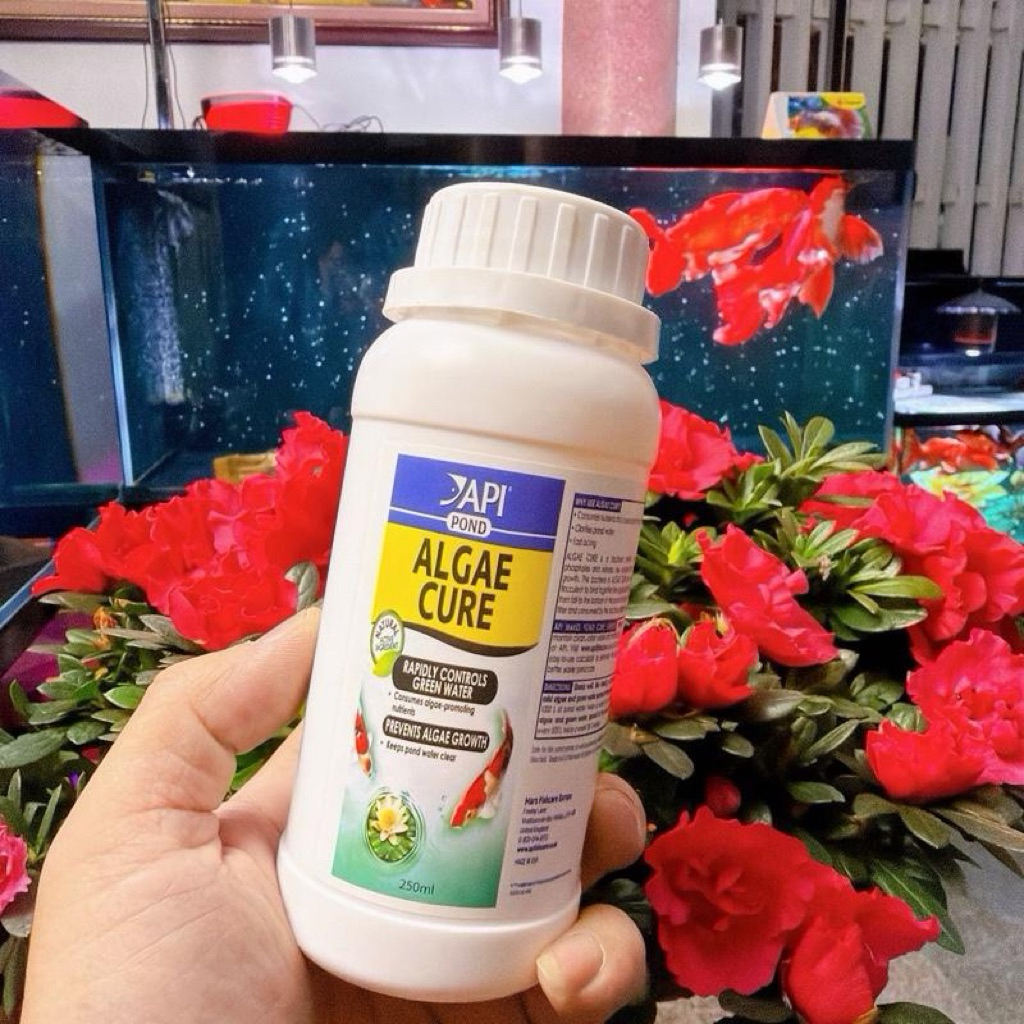 ALGAE CURE (Pond)- Dị dưỡng mạnh nhất nhà API. phân huỷ phân cá, mùn bã, làm nước siêu trong, giảm b