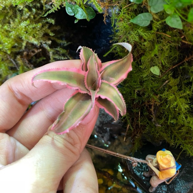 Dứa phụng, dứa mini, cây mini setup terrarium, cây bán cạn