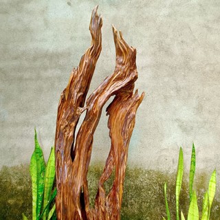 lũa ngọc am đỏ hà giang