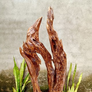 lũa ngọc am đỏ hà giang