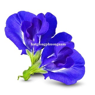 0.5 Gram - Hạt Giống Hoa Đậu Biếc Phương Nam