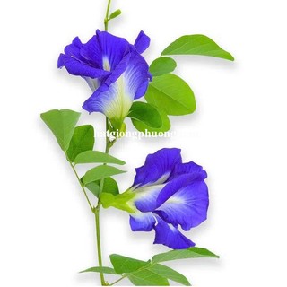 0.5 Gram - Hạt Giống Hoa Đậu Biếc Phương Nam