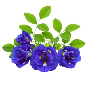 0.5 Gram - Hạt Giống Hoa Đậu Biếc Phương Nam