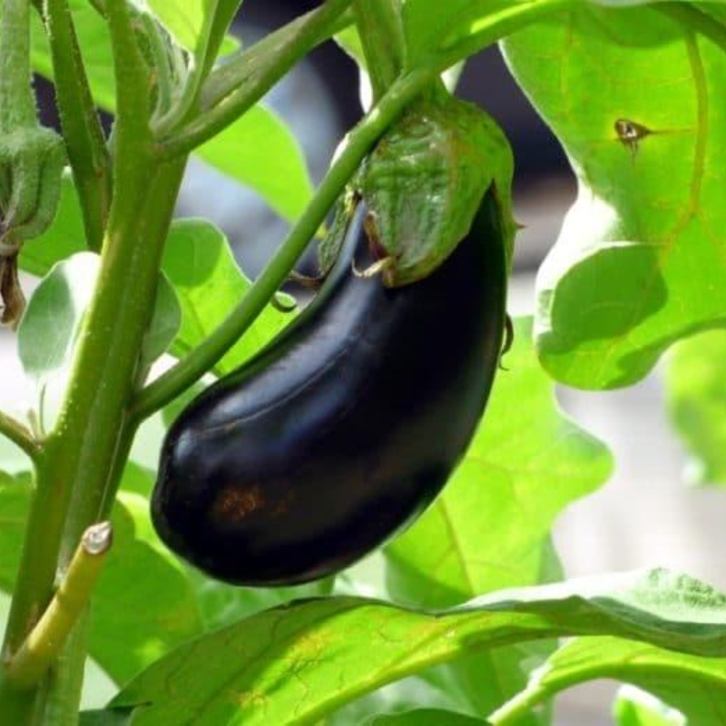 Hạt Giống Trồng, Dwarf Eggplant Seeds -200Hạt