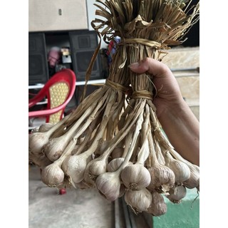 TỎI KINH MÔN HẢI DƯƠNG