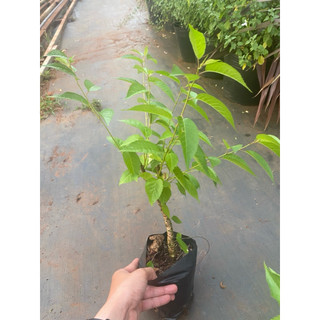 Chậu Mai anh Đào Đà Lạt - Khoẻ đẹp đang phát triển tốt