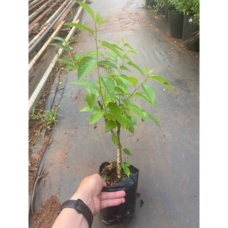 Chậu Mai anh Đào Đà Lạt - Khoẻ đẹp đang phát triển tốt