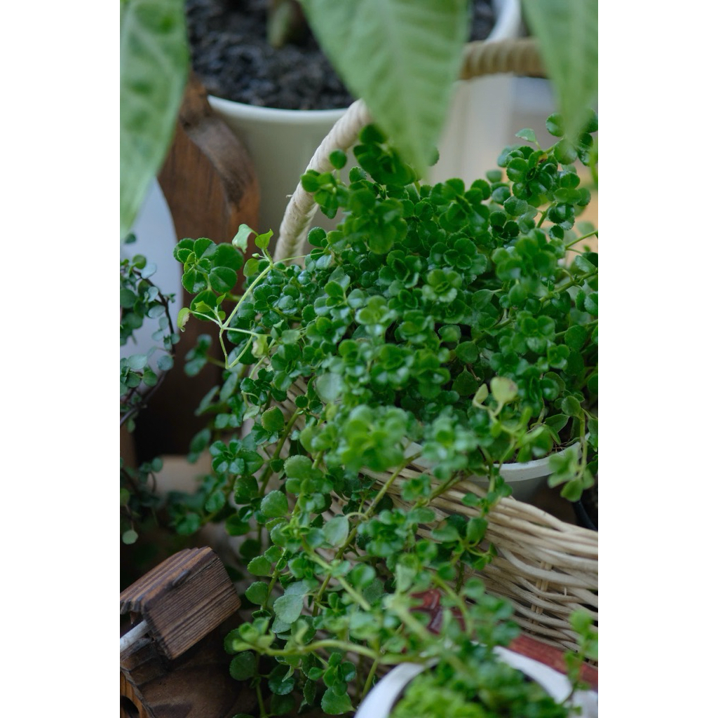 Cỏ Sedum Pilea depressa cây rủ (chưa kèm chậu)