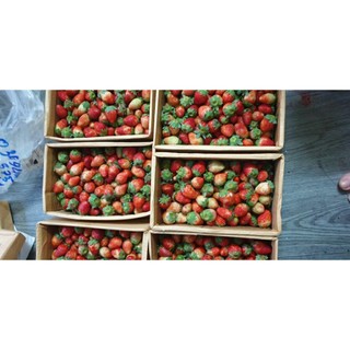 1kg dâu nhật sky ngọt chua nhẹ( kèm muối chấm)