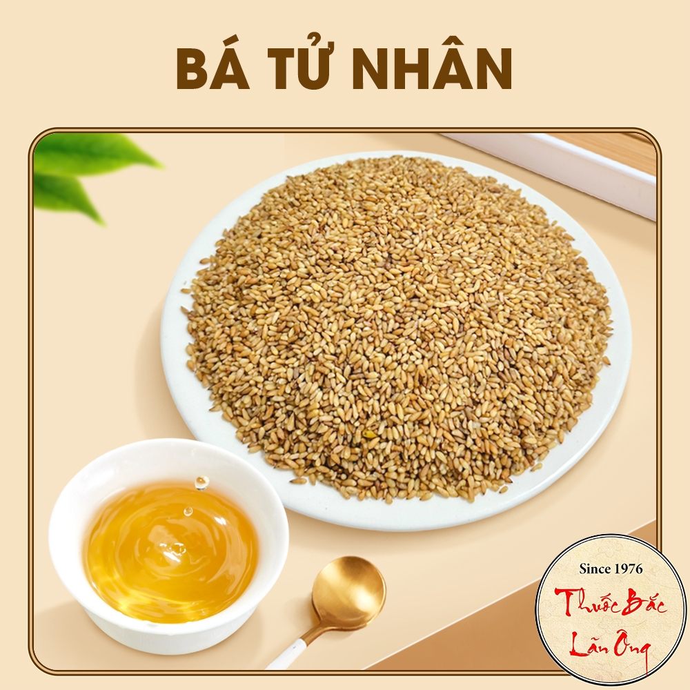 Bá tử nhân khô 1kg, trắc bá diệp, thơm, sạch, không lẫn tạp chất - Lãn Ông