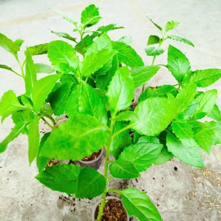 Bầu Đất Xanh Giống khỏe, Dễ Chăm. Nấu Canh, xào rất Ngon