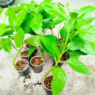 Bầu Đất Xanh Giống khỏe, Dễ Chăm. Nấu Canh, xào rất Ngon