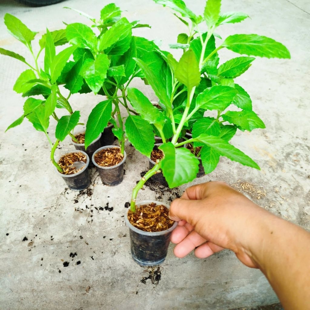 Bầu Đất Xanh Giống khỏe, Dễ Chăm. Nấu Canh, xào rất Ngon