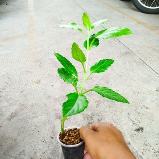 Bầu Đất Xanh Giống khỏe, Dễ Chăm. Nấu Canh, xào rất Ngon