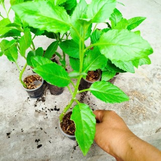 Bầu Đất Xanh Giống khỏe, Dễ Chăm. Nấu Canh, xào rất Ngon
