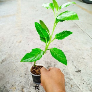 Bầu Đất Xanh Giống khỏe, Dễ Chăm. Nấu Canh, xào rất Ngon