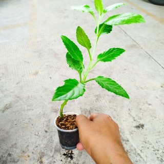 Bầu Đất Xanh Giống khỏe, Dễ Chăm. Nấu Canh, xào rất Ngon