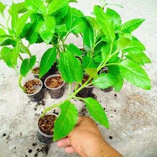 Bầu Đất Xanh Giống khỏe, Dễ Chăm. Nấu Canh, xào rất Ngon