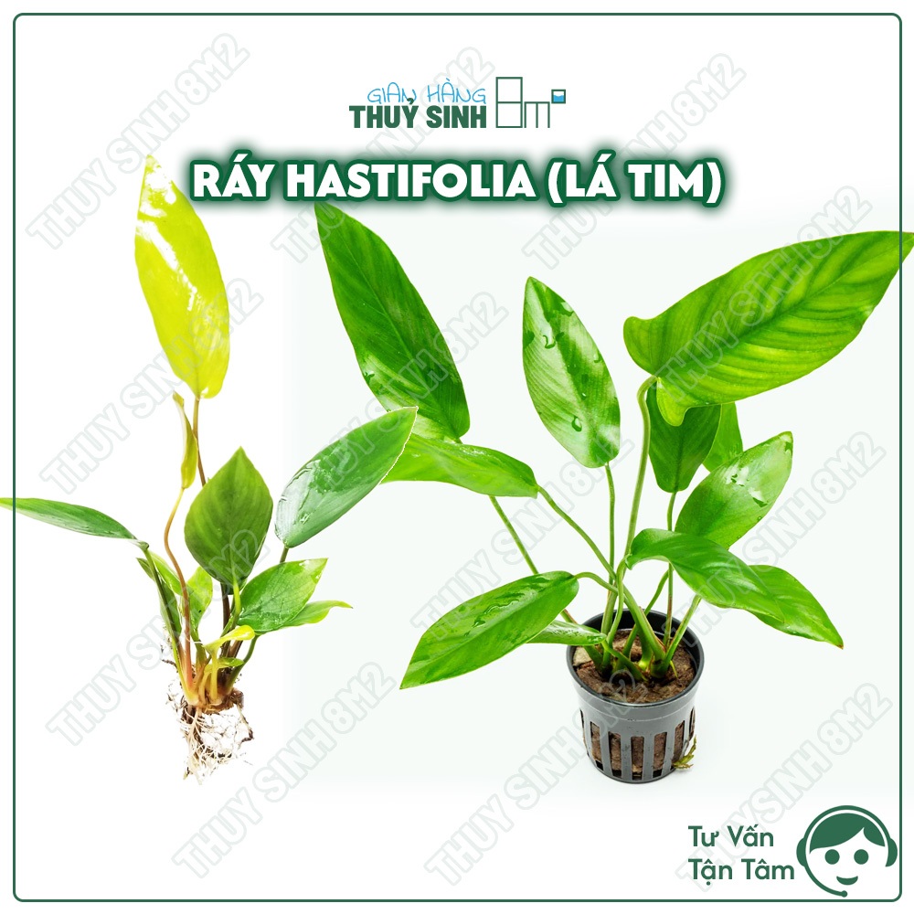 RÁY HASTIFOLIA (LÁ TIM) | CÂY THUỶ SINH KHÔNG CO2, TRUNG CẢNH | 8M2