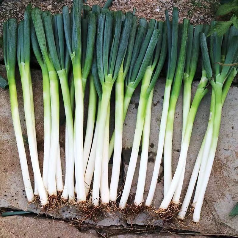 Giant Green Onion Seed- Onion Seeds for Planting Vegetable Plants Giant Green Onion Seed-300 SEEDS