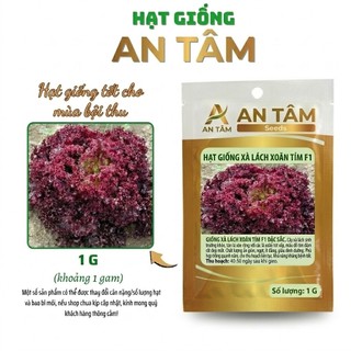 Hạt Giống Xà Lách xoăn xanh,xà lách chịu nhiệt,xà lách xoăn đỏ