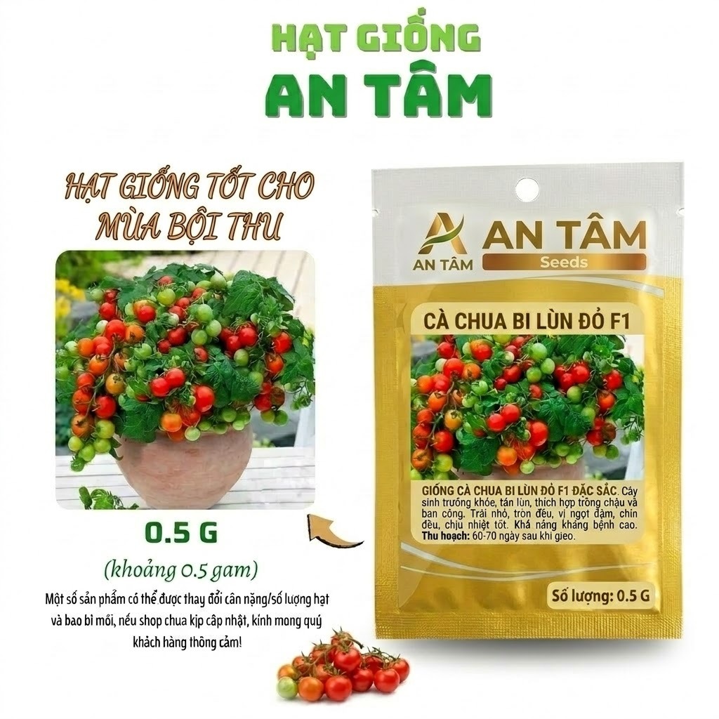 Hạt giống Cà chua lùn đỏ (Tiny Tim) là sự lựa chọn hoàn hảo cho cư dân đô thị