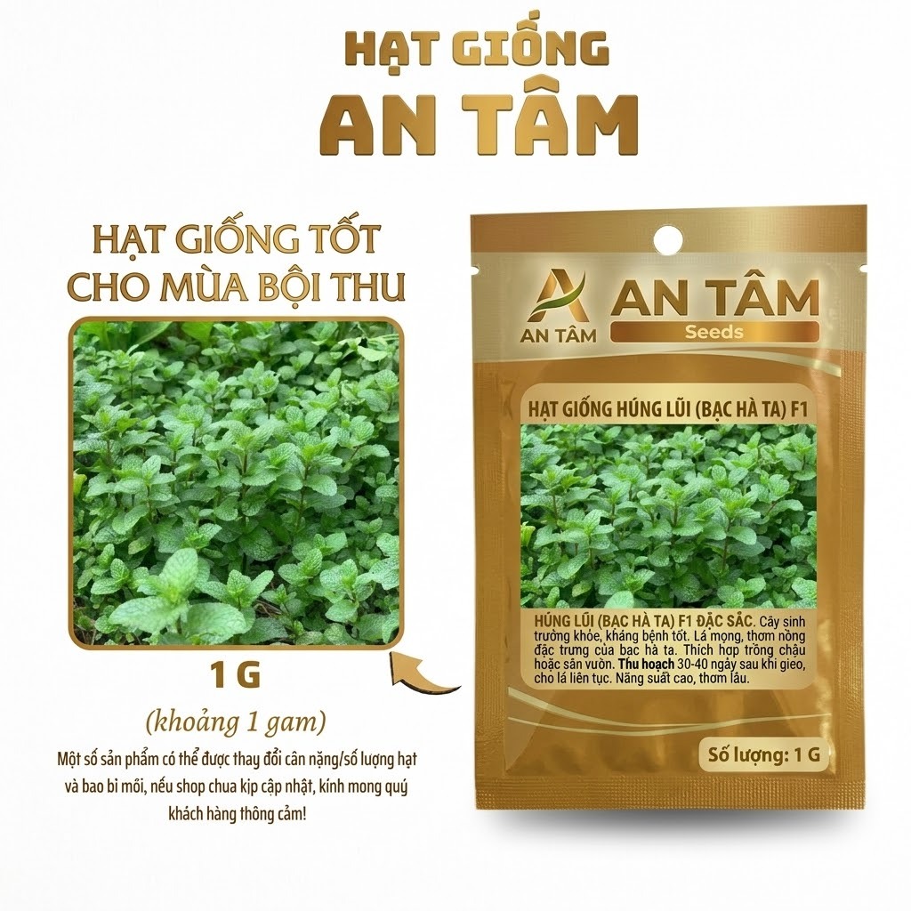 Hạt Giống Húng Lũi (Bạc Hà Ta) Thơm Mát – Dễ Trồng